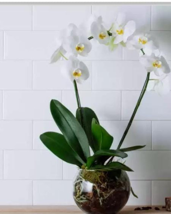 orquideas-redimensionado